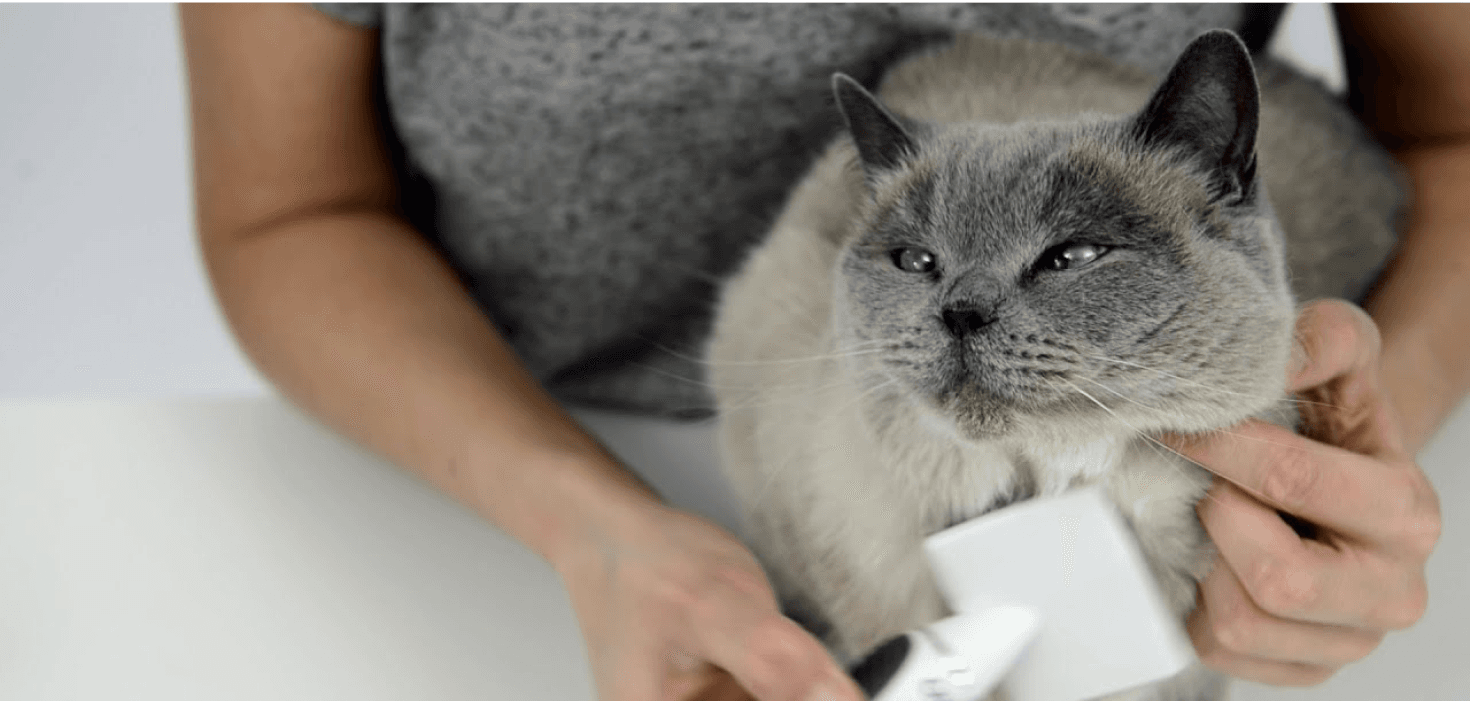 Brush British Shorthair Grooming