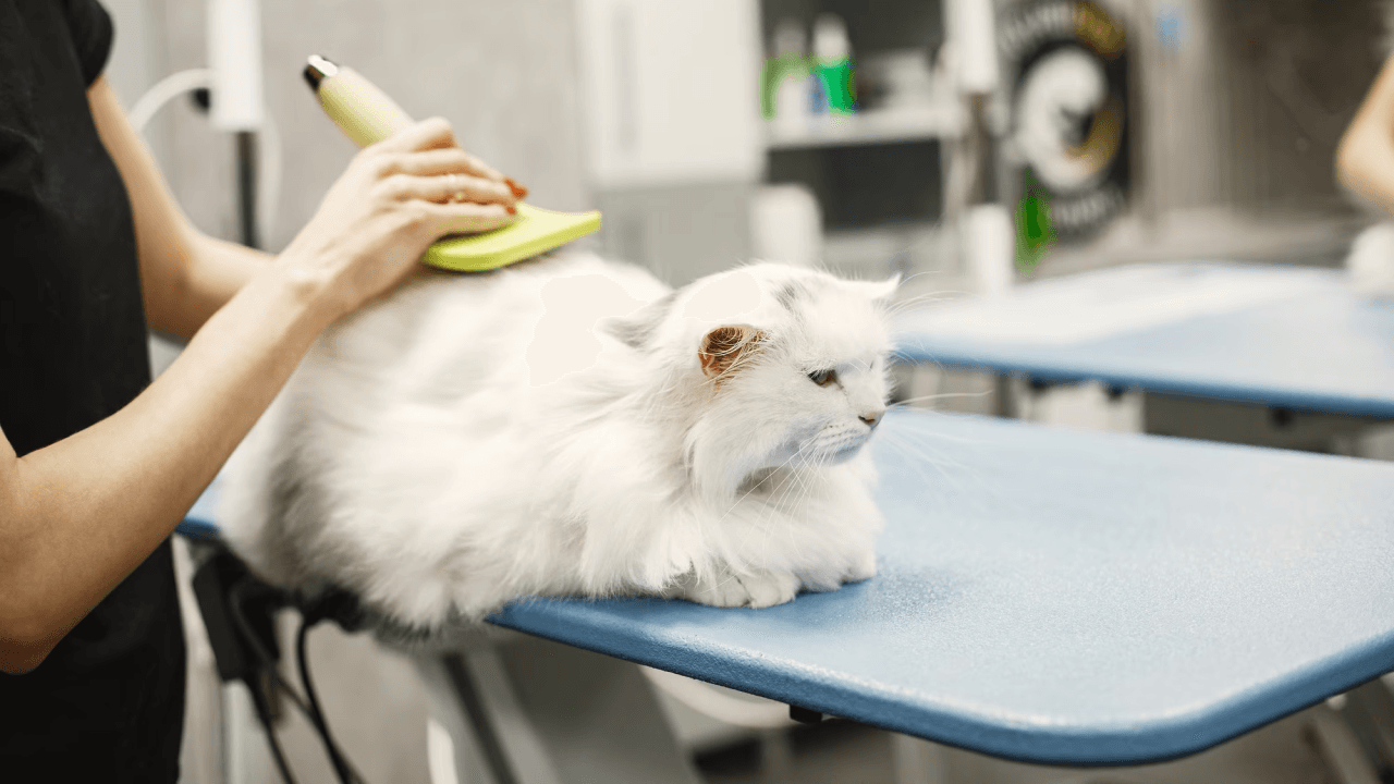 Brush Cat Grooming Landing