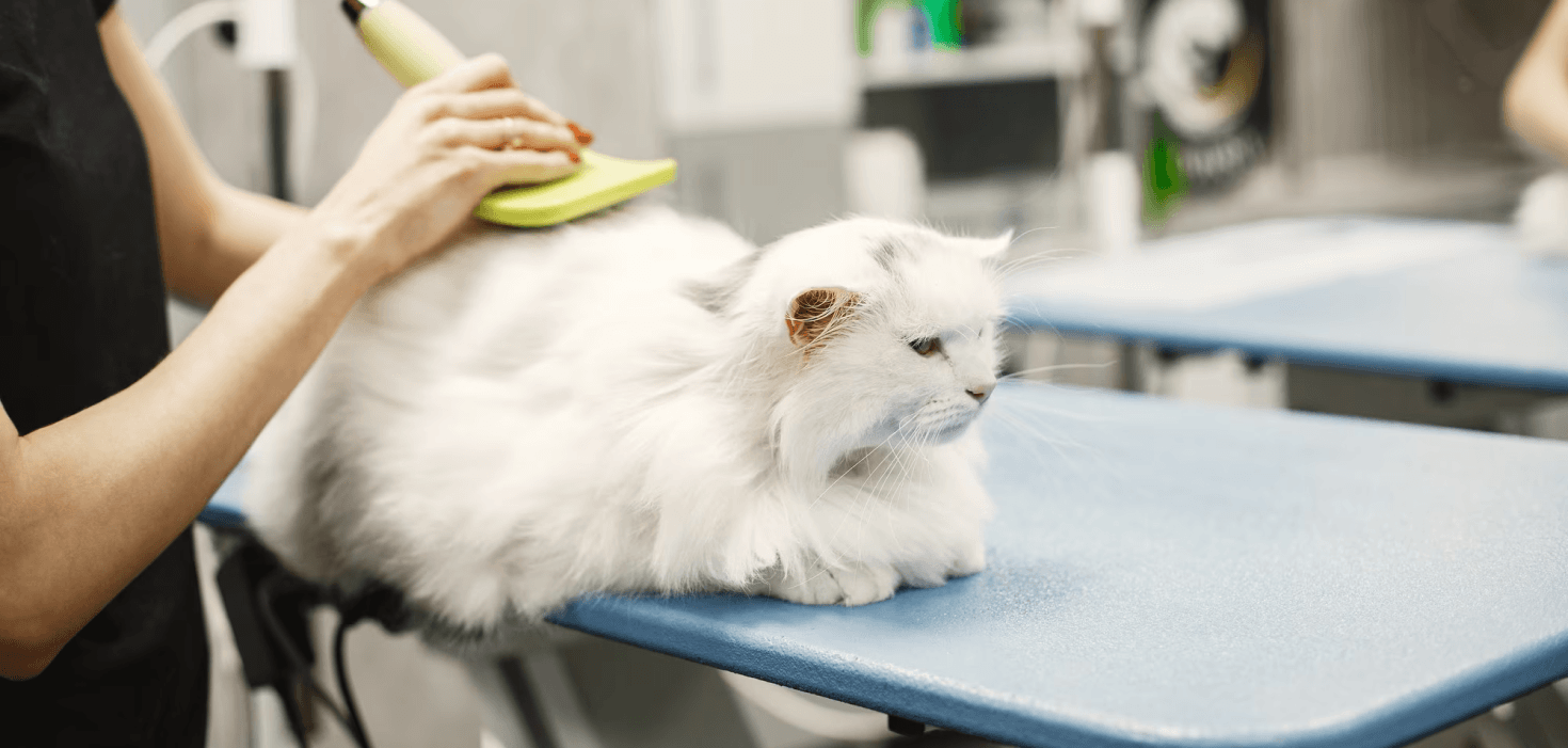 Brush Cat Grooming Professional