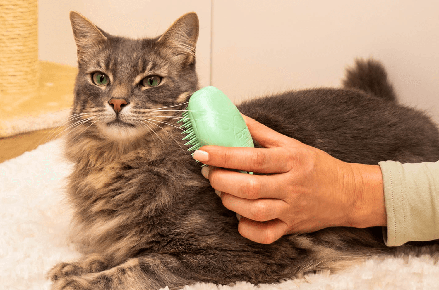 Brush Maine Coon Cat Grooming