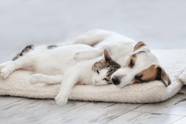 Cat And Dog Cuddling Sleeping