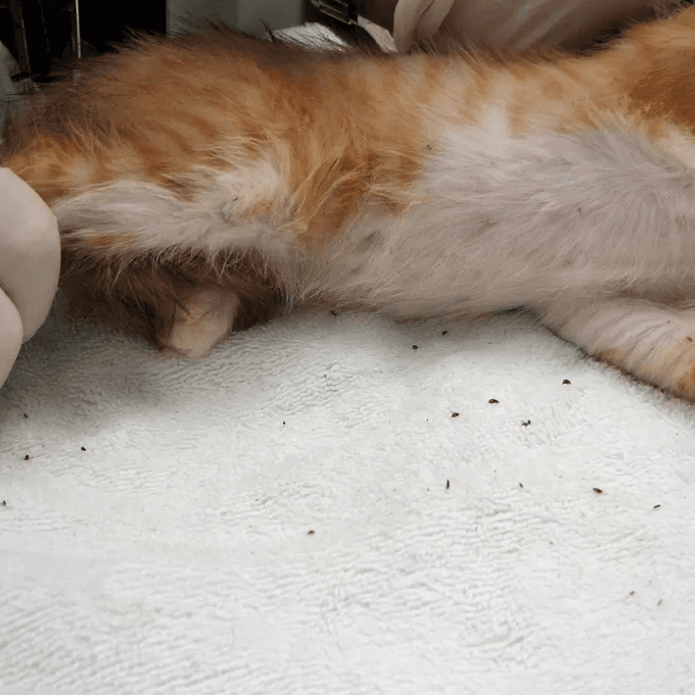 Cat Fleas Removal Treatment