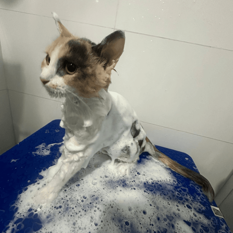 Cat Grooming Bath Review