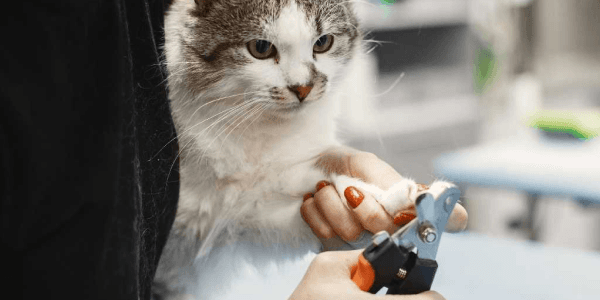 Cat Grooming Cut Nails Professional