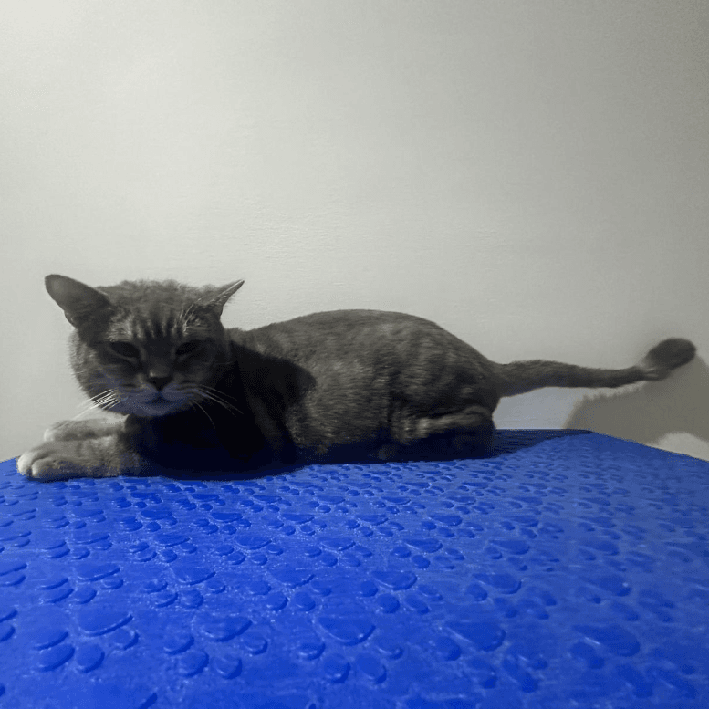 Cat Grooming Lion Cut Review