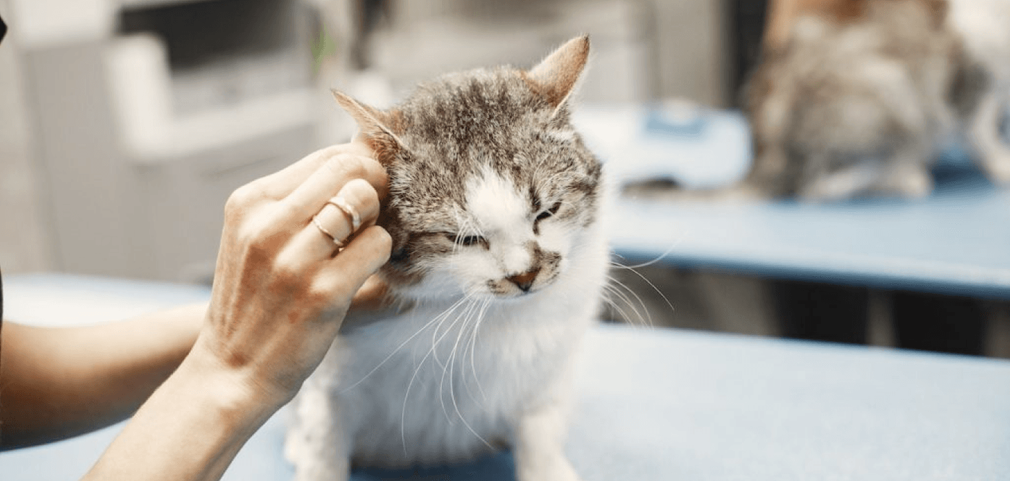 Cat Groooming Clean Ear Professional