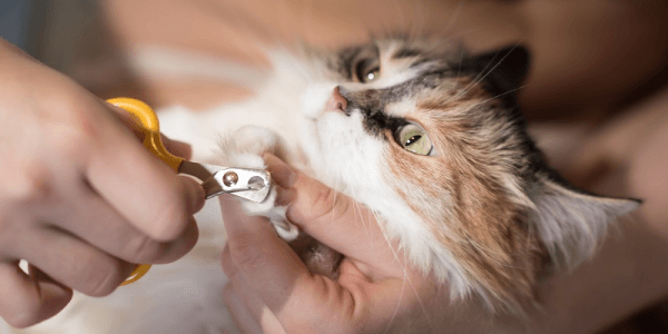 Cat Nail clipping And Filing