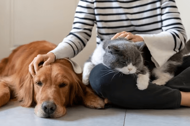 Cat On Lap Petting Dog