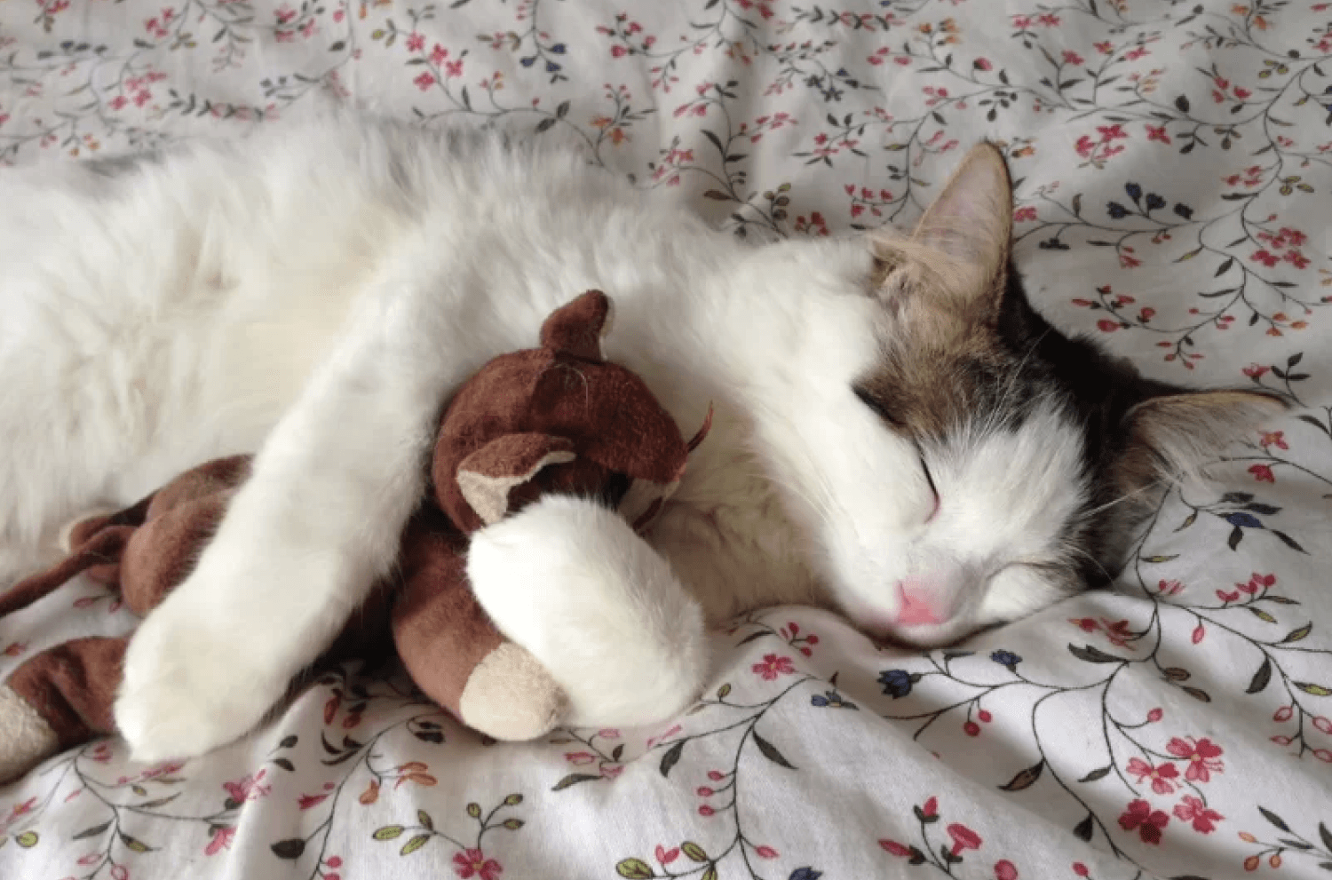 Cat Sleeping Comfortably Hugging Toy