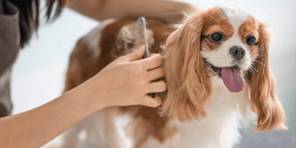 Comb Dog Grooming