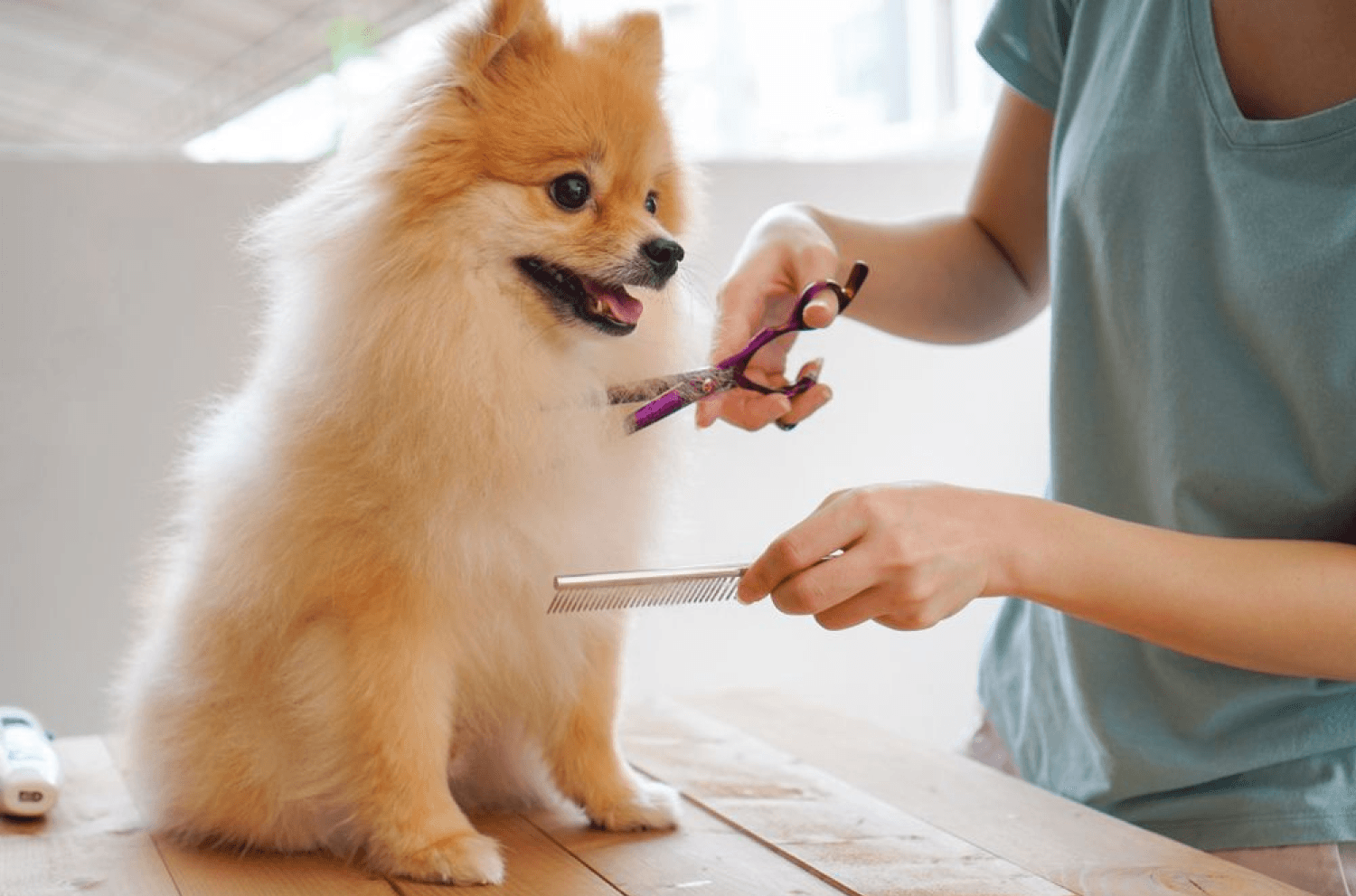 Comb Pomeranian Dog Grooming