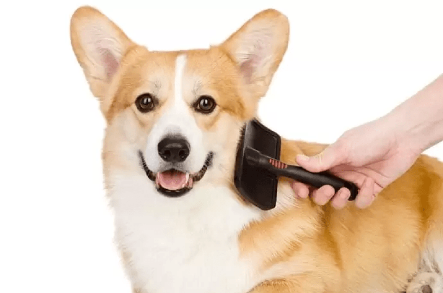 Corgi Grooming Brush