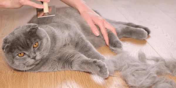 Deshed British Shorthair Grooming