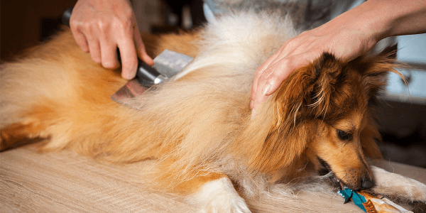 Dog Brush Out