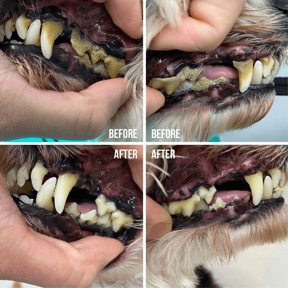 Dog Dental Scaling