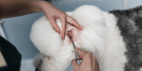 Dog Remove Ear Hair