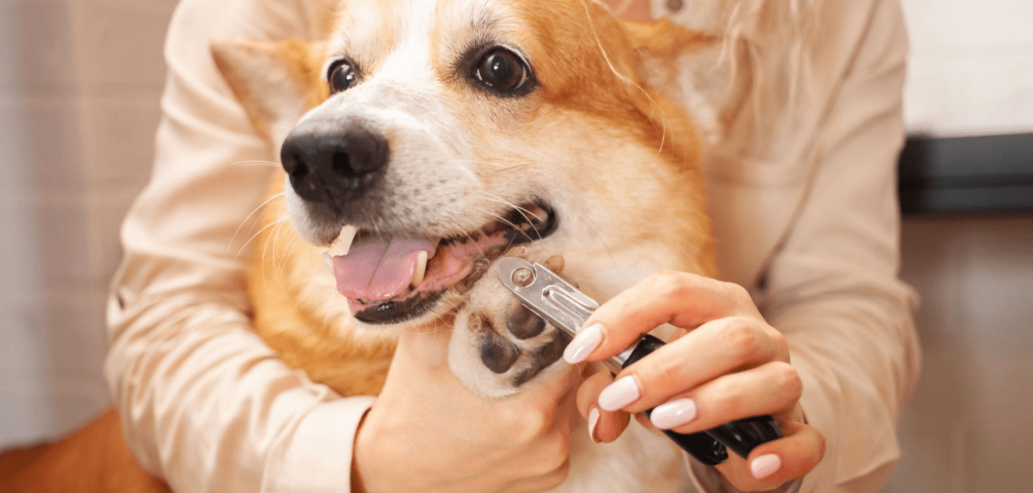 Dog Grooming Cut Nails Happy