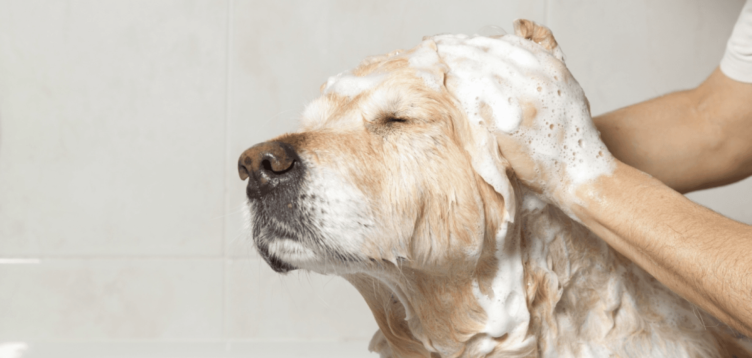 Dog Grooming Bath Soap Bubble