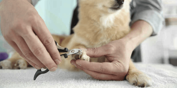 Dog Nail clipping And Filing