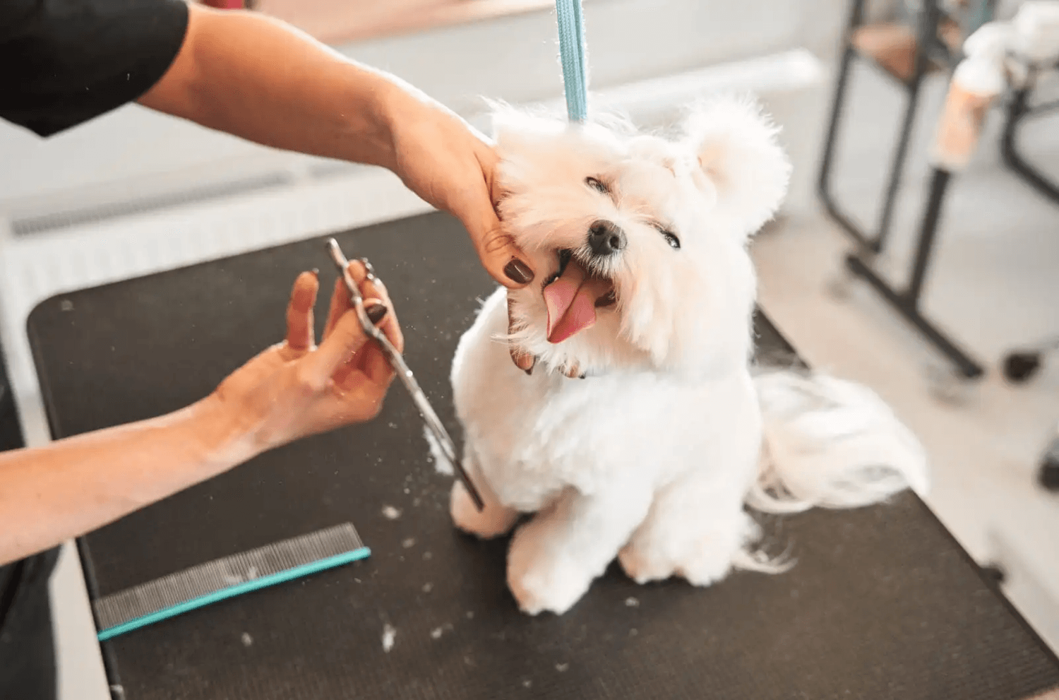 Happy Shih Tzu Dog Grooming