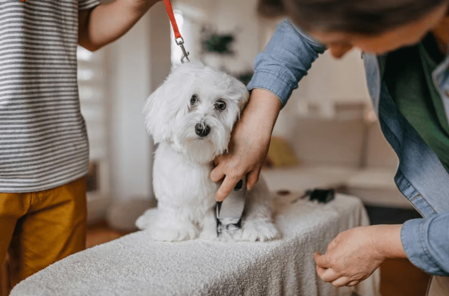 Home Dog Grooming Shave