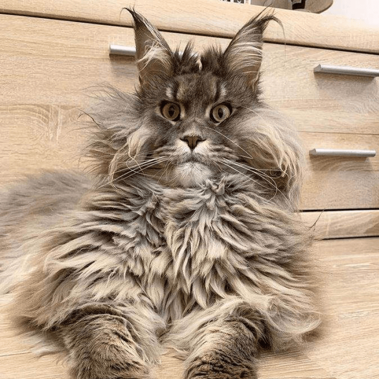 Maine Coon Funny