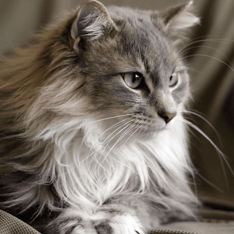 Maine Coon Staring