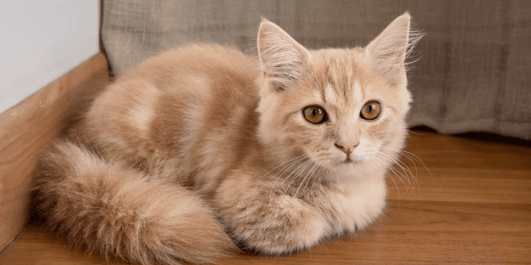 Munchkin Loaf