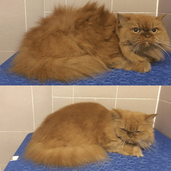 Orange Cat Grooming Before After