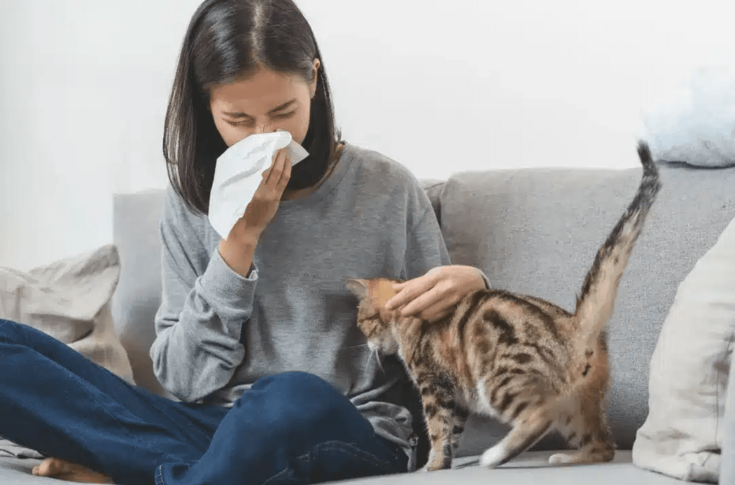 Pet Cat Allergy Sneeze