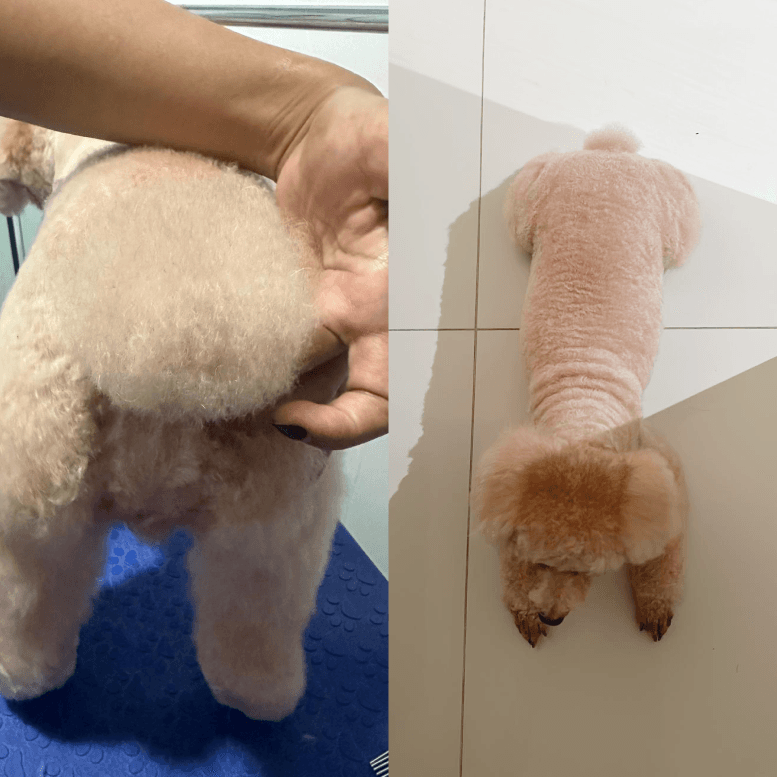 Poodle Dog Grooming Style Review