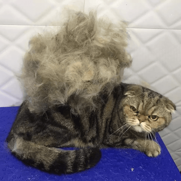 Scottish Fold Cat De Shedding