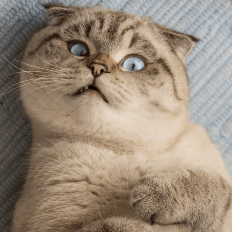 Scottish Fold Funny