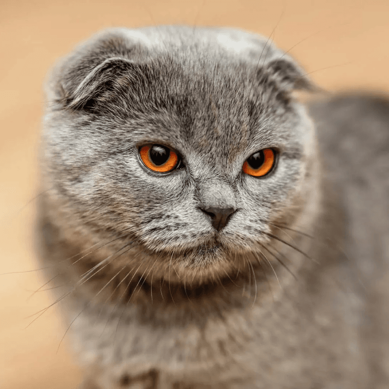 Scottish Fold Staring