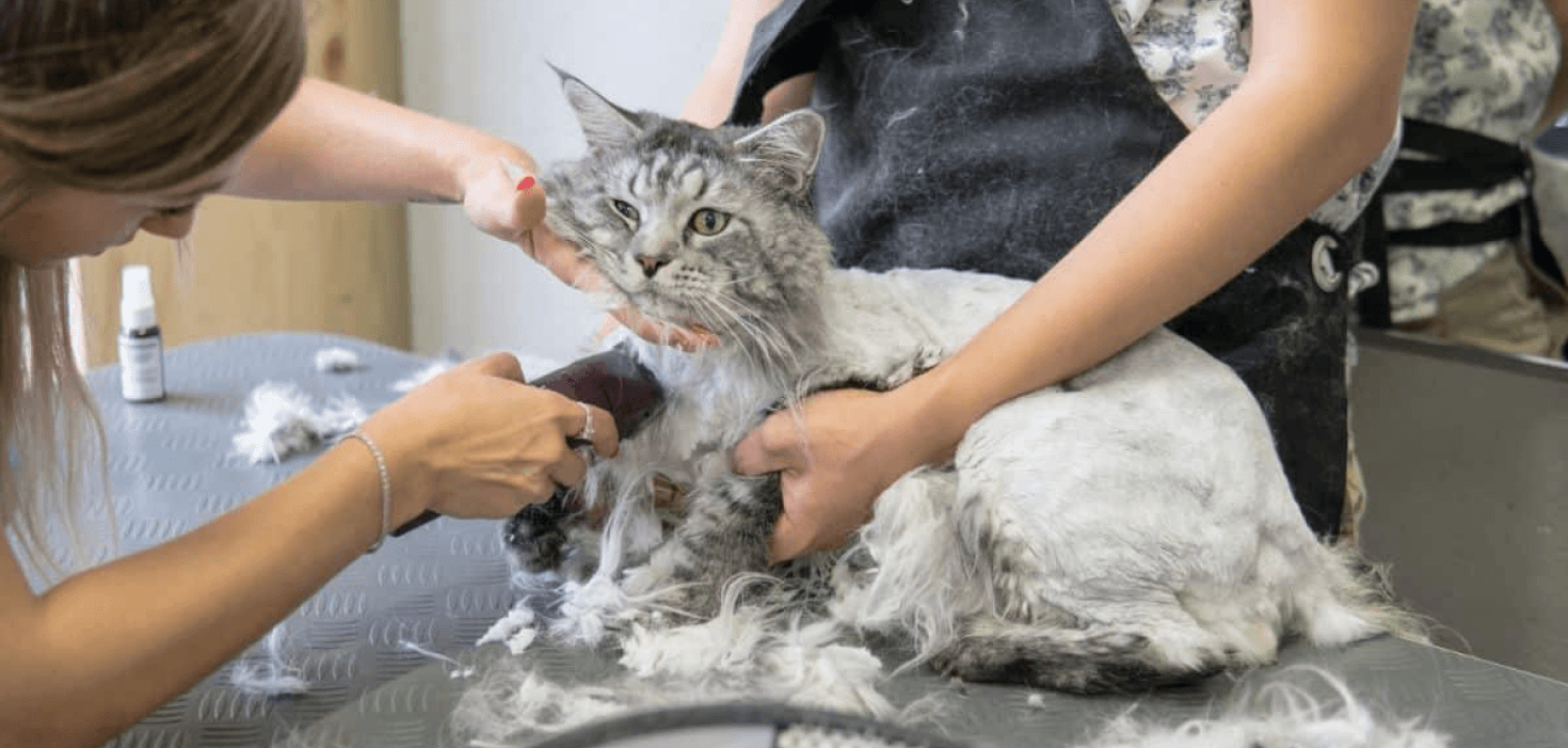 Shave Maine Coon Grooming