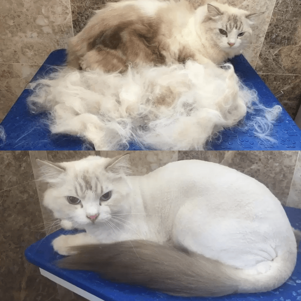 Shave Ragdoll Cat De Shedding