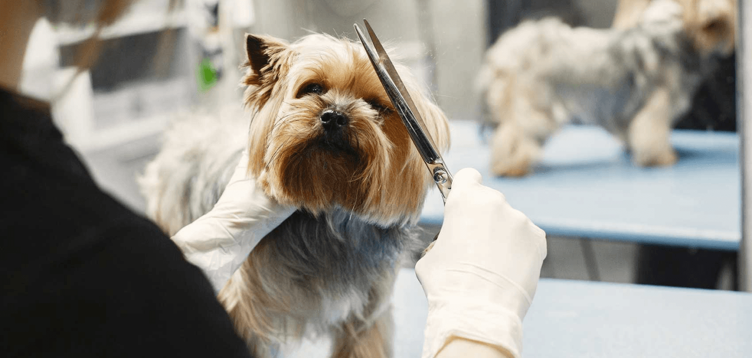 Shih Tzu Dog Grooming Scissors