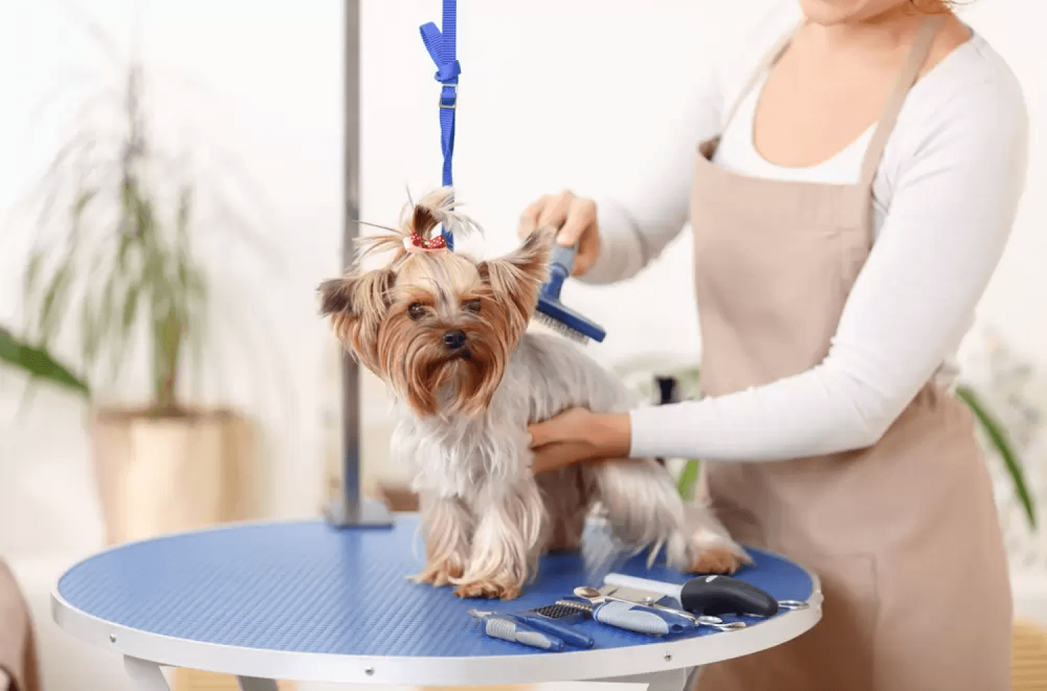 Shih Tzu Dog Grooming