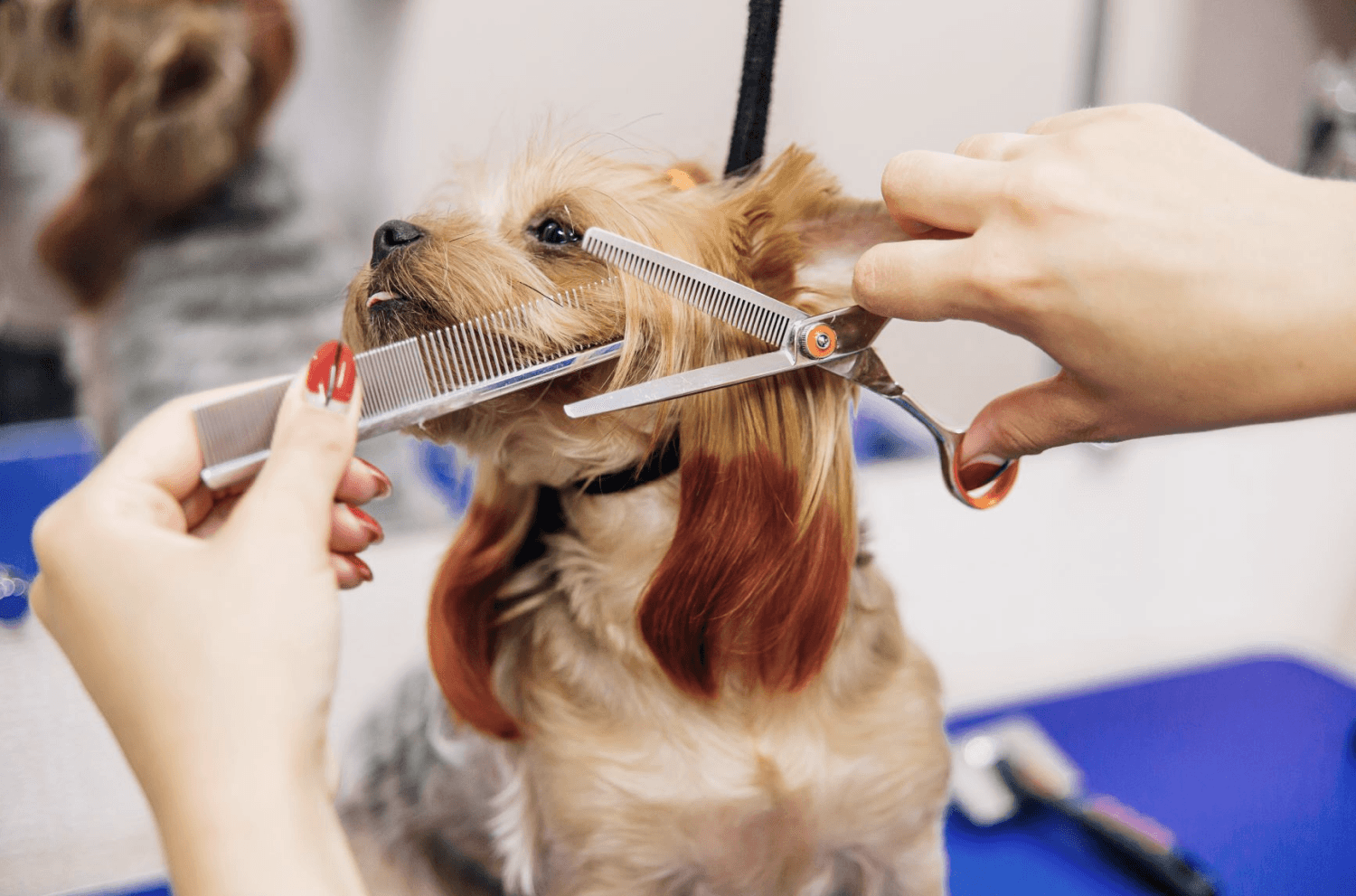 Shih Tzu Jellyfish Grooming Style