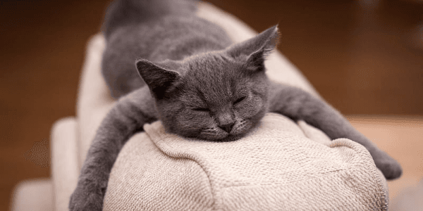 Sleeping British Shorthair Hugging Cushion